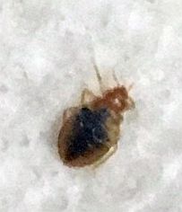 bed bug