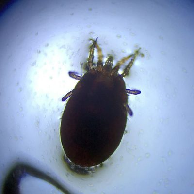 dog mite