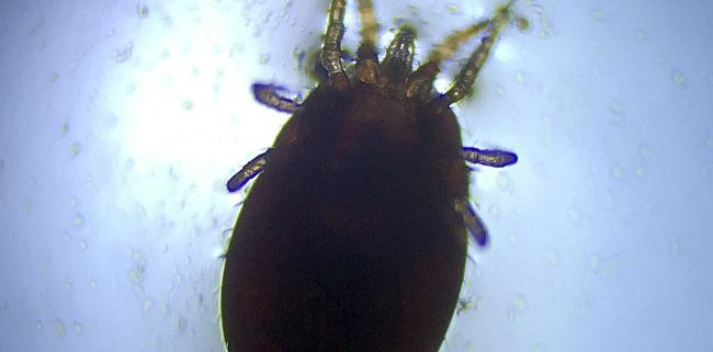dog mite