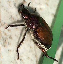 Japanese beetle