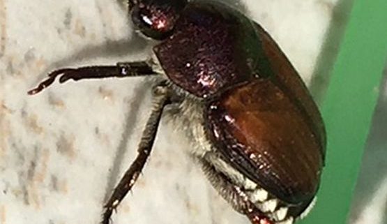 Japanese beetle