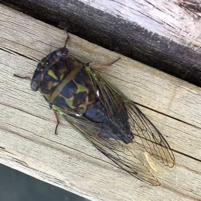 dog-day cicada
