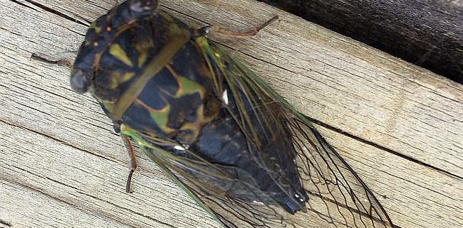 dog-day cicada