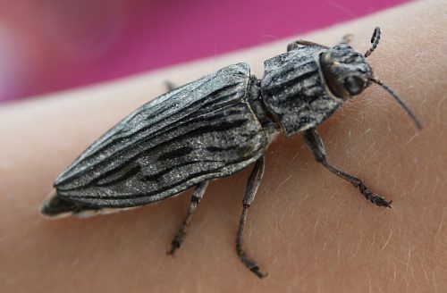 metallic wood-boring beetle