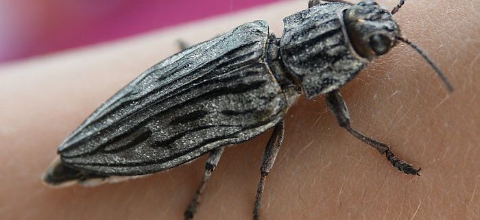 metallic wood-boring beetle