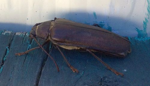 long-horned wood-boring beetle