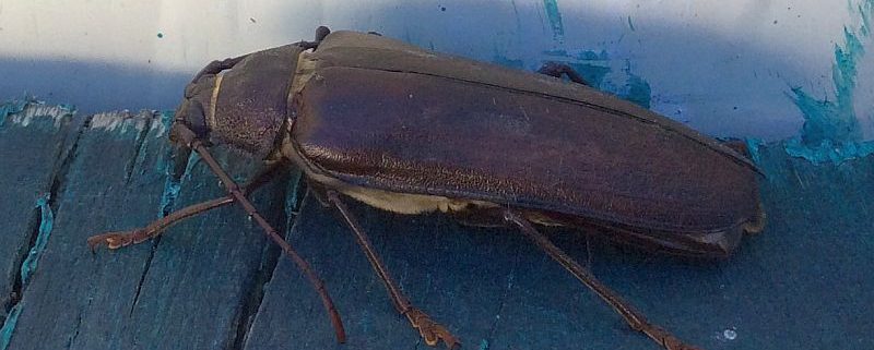 long-horned wood-boring beetle