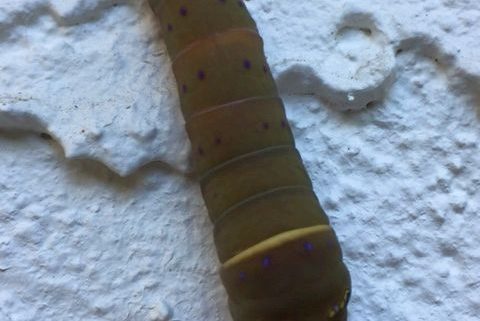 caterpillar of a swallowtail butterfly