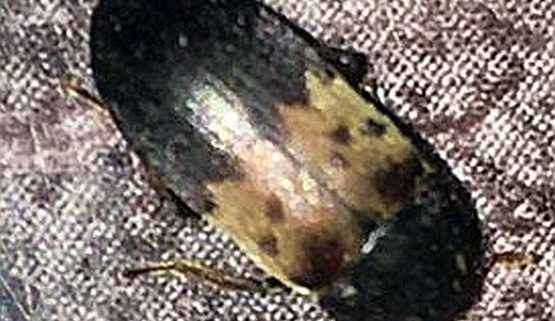 larder beetle, Dermestes lardarius