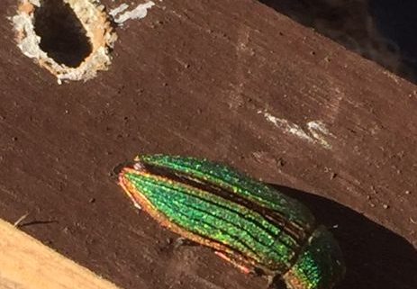 golden buprestid beetle