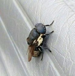 rodent bot fly