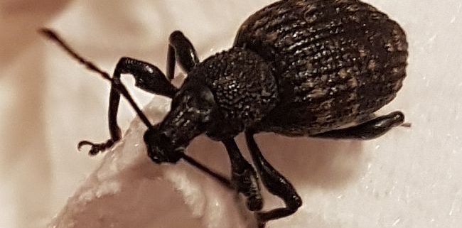 Black vine weevil