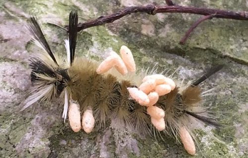 banded tussock moth caterpillar