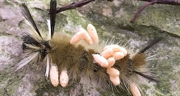 banded tussock moth caterpillar