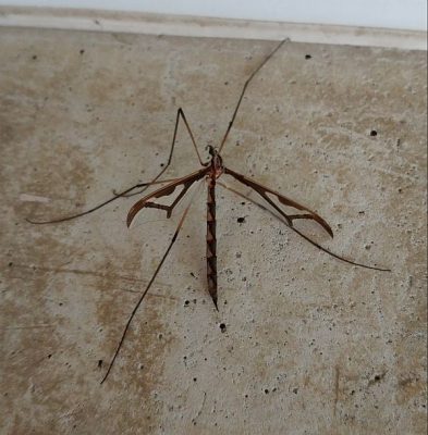 eastern giant crane fly