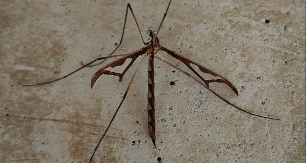 eastern giant crane fly