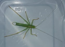 male drumming katydid