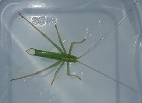 male drumming katydid