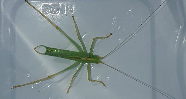 male drumming katydid