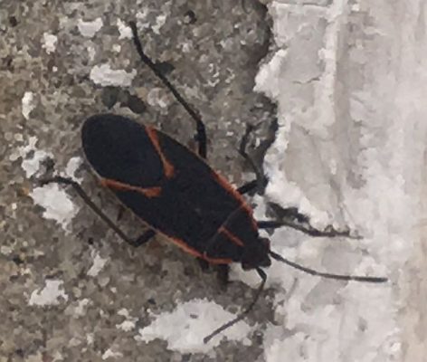 Boxelder bug