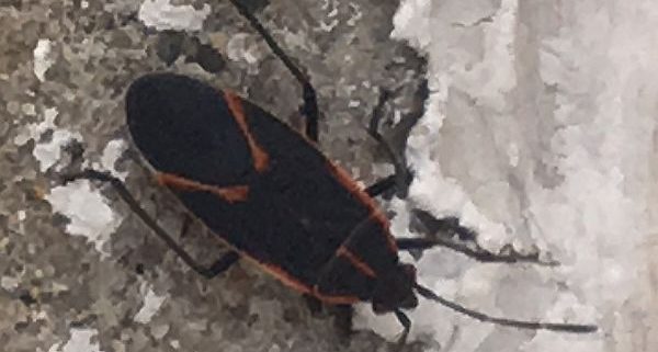 Boxelder bug