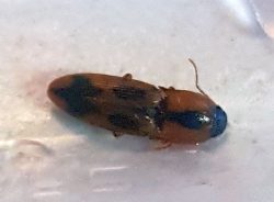 click beetle