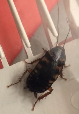 Australian cockroach nymph