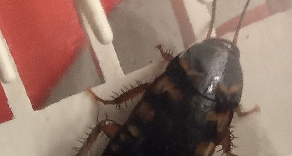 Australian cockroach nymph