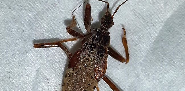 Assassin bug nymph