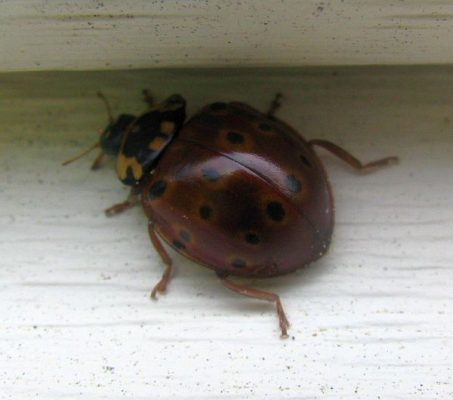 eye-spotted lady beetle