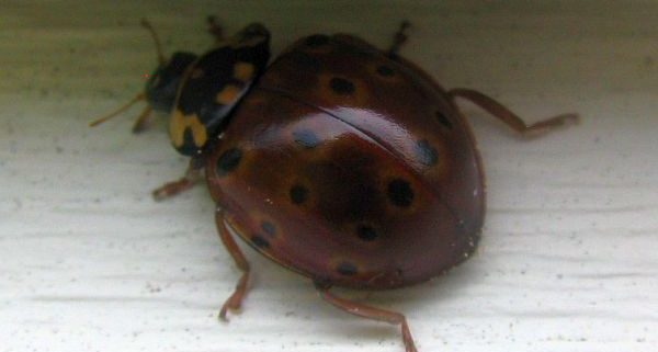 eye-spotted lady beetle