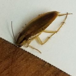 German cockroach