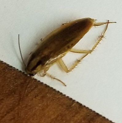 German cockroach