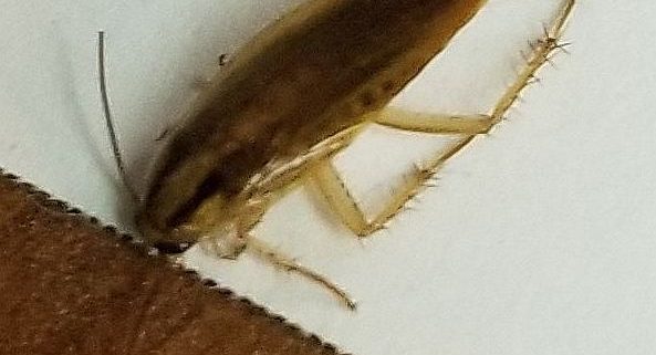German cockroach