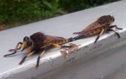 robber flies