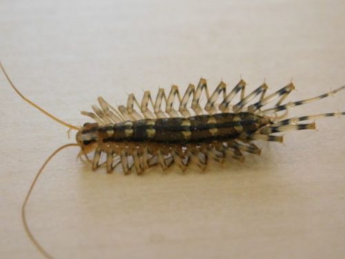 house centipede