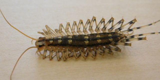 house centipede