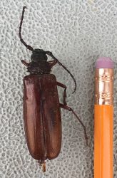 brown prionid