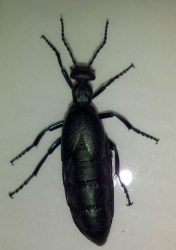 oil beetle, a type of blister beetle