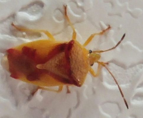 red-cross shield bug