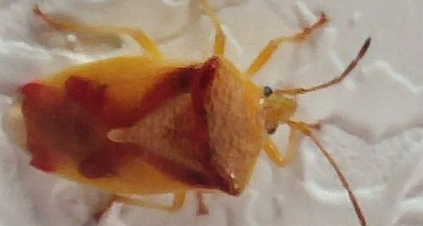 red-cross shield bug