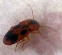 click beetle