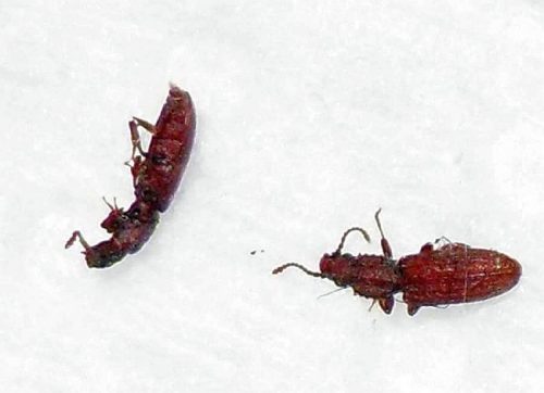 saw-toothed grain beetles