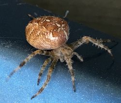 female orb-weaving spider