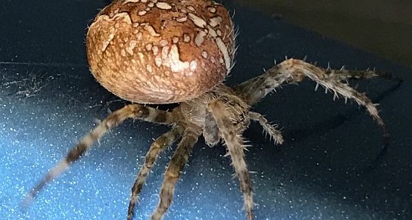 female orb-weaving spider