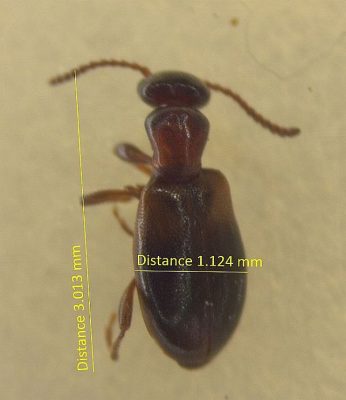 ant-like flower beetle