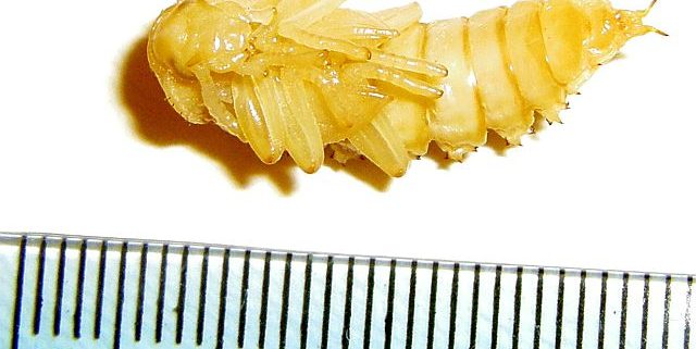 Yellow mealworm beetle pupa