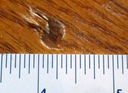 Wood boring beetle larva