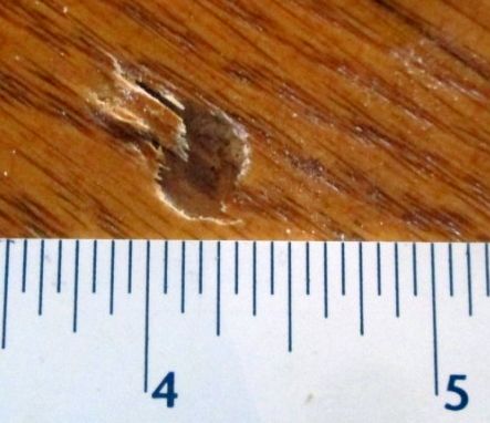 Wood boring beetle larva