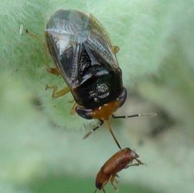 big-eyed bug, Hemiptera
